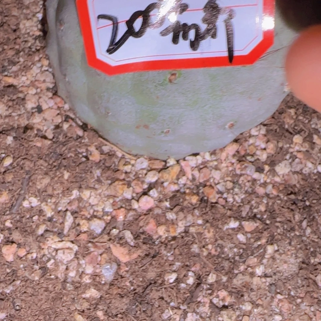 块根植物块根植物