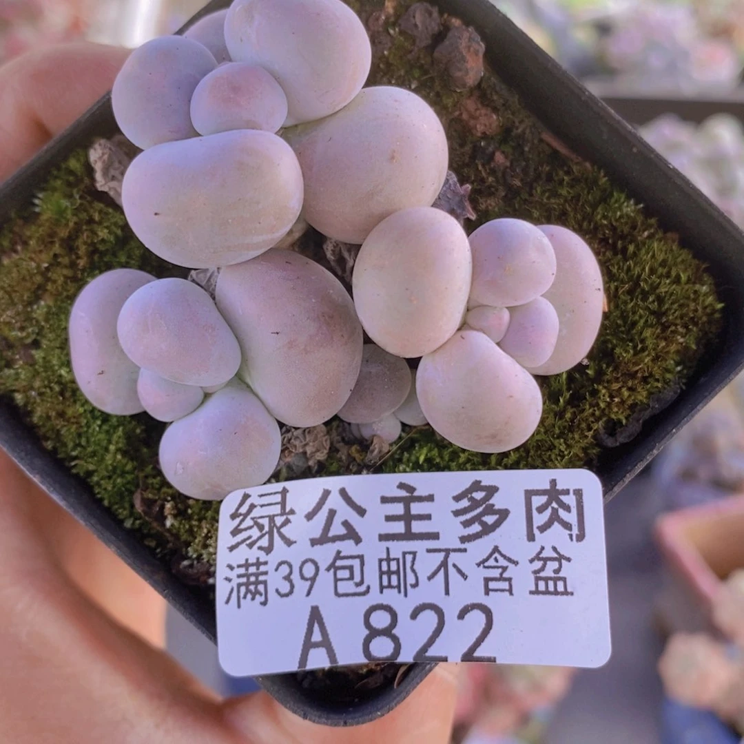 芭比奶洛5cm822多肉酱