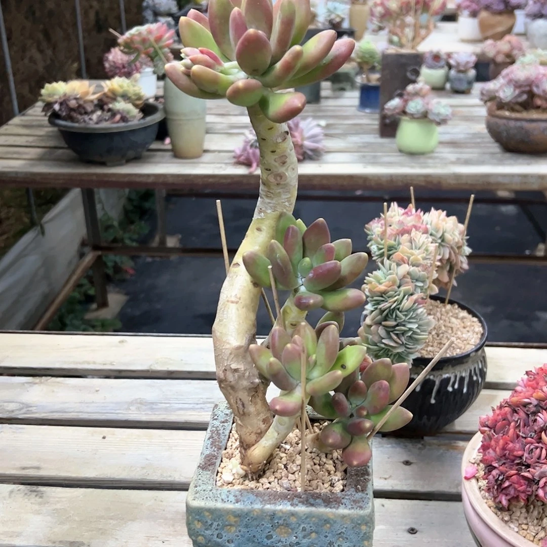 金蟾68 零零多肉植物