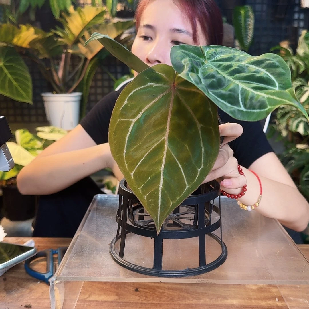 你***啦完全开放一物一拍S165