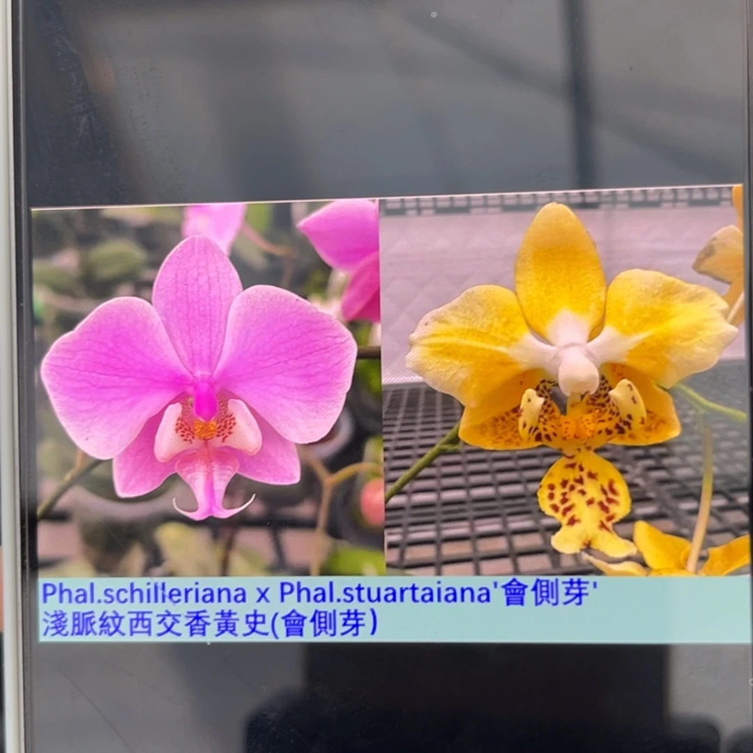 无花朵2.5寸西交史苗