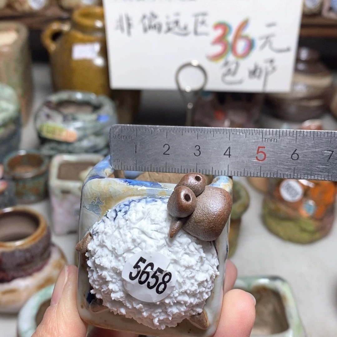 花盆拍3送一个小礼物