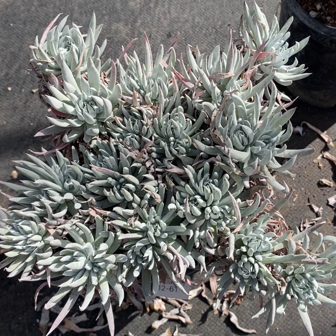 61号奴婢吉娜大群瑕疵