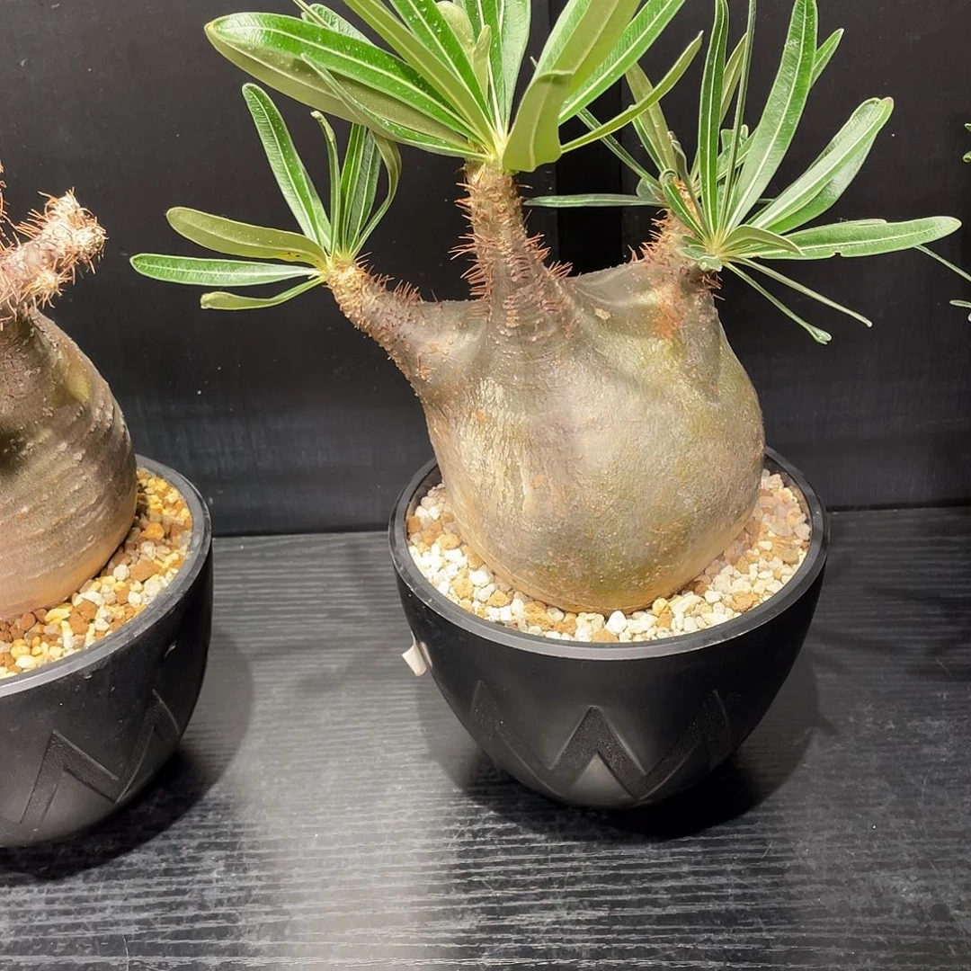 象牙宫带盆包邮哦