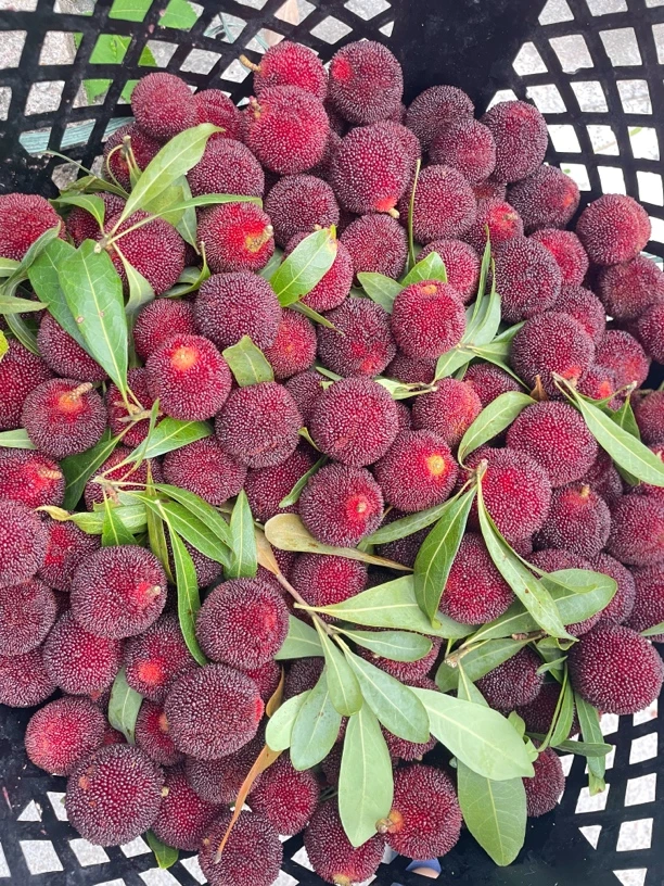 京东空运中通冷链诏安仙居东魁杨梅新鲜孕妇水果大杨梅现摘现发