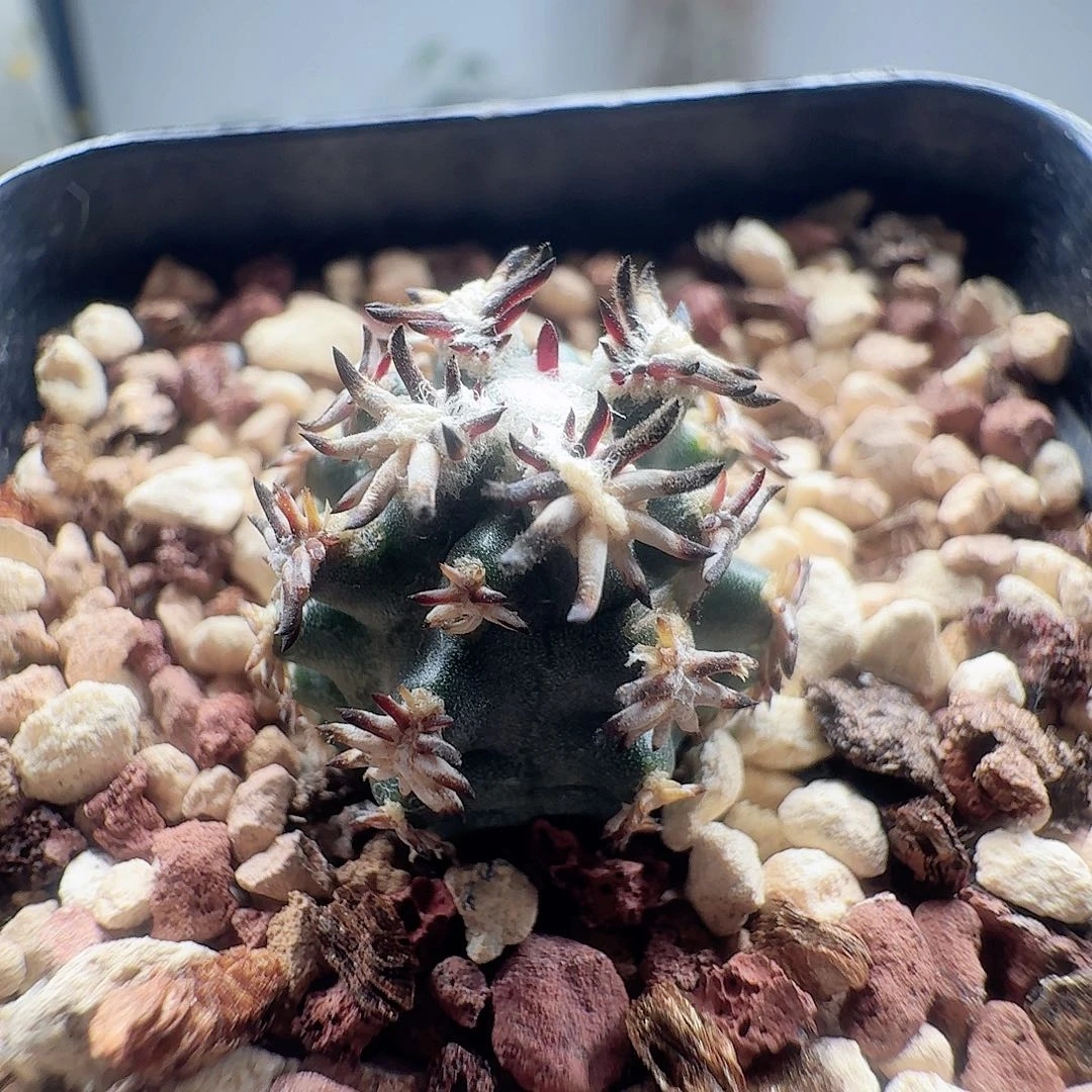 实生短豪刺青花虾