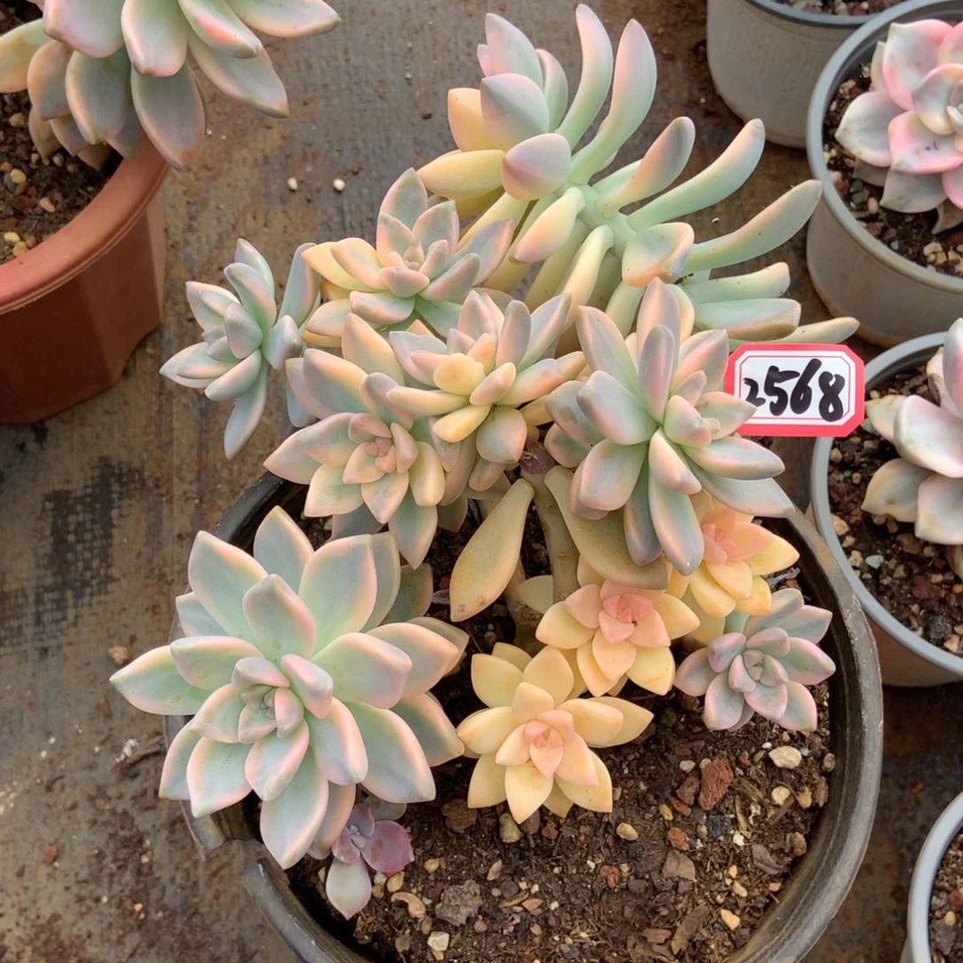 淡雪锦有砍2568晓晓一物一拍