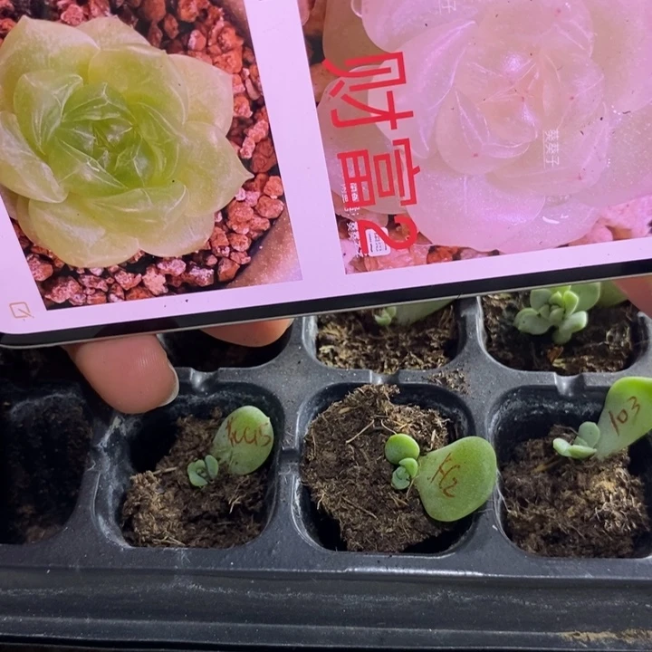 葵葵子财富c2芽苗一个多肉