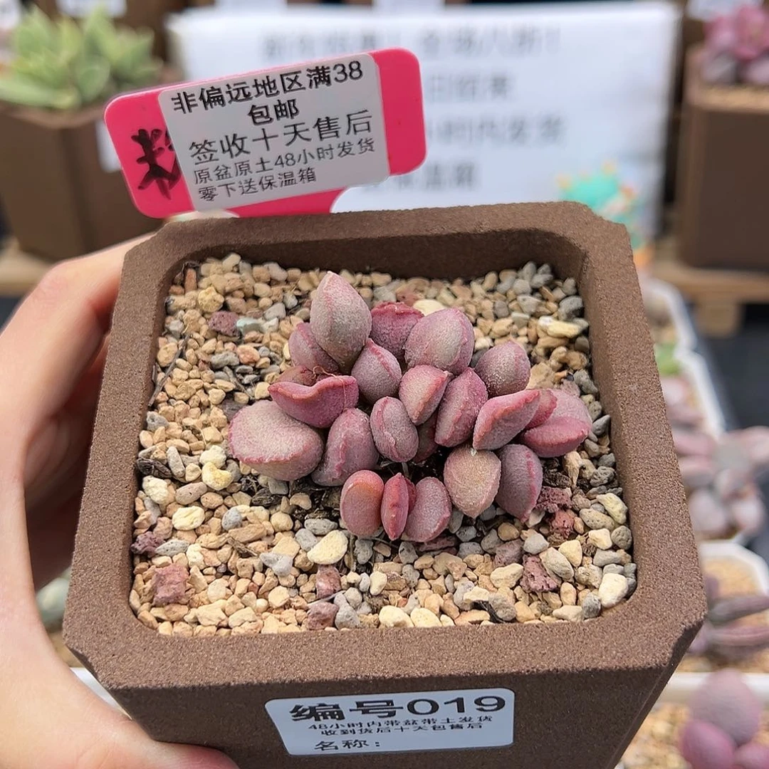 019暖阳多肉植物