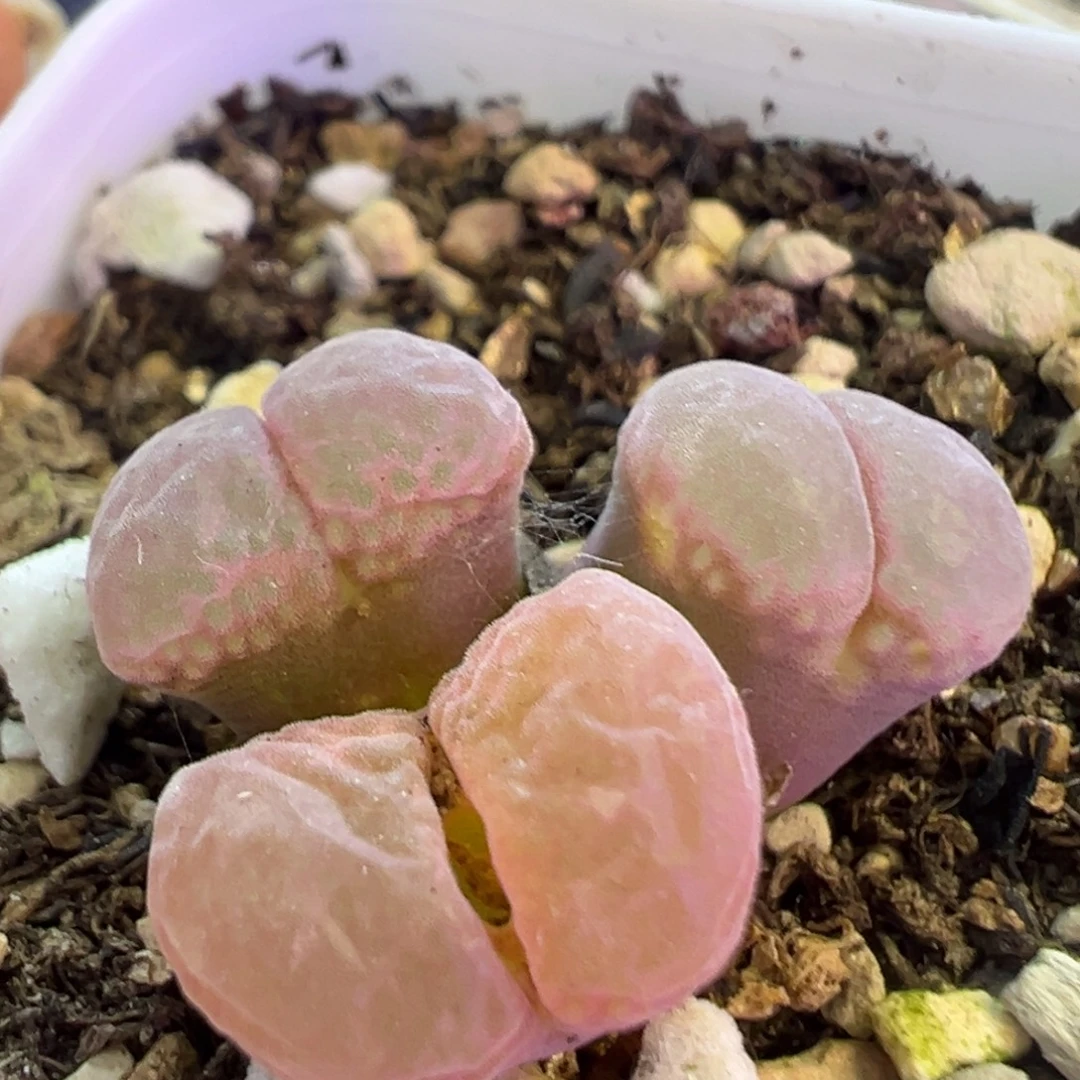 小可爱福利款 肉锥植物