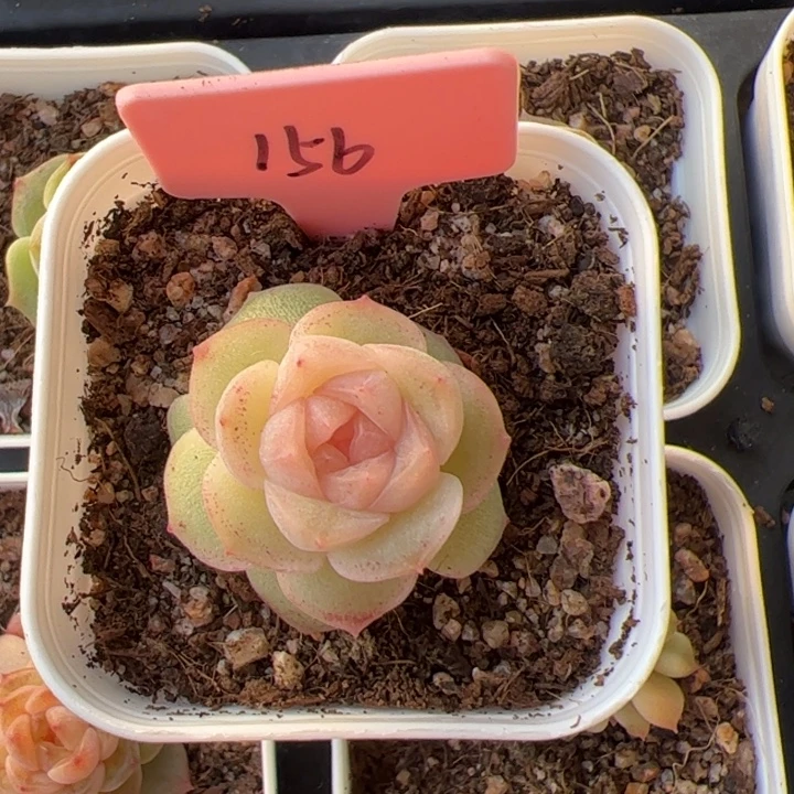 暖***52025专拍链接啊阿啊阿