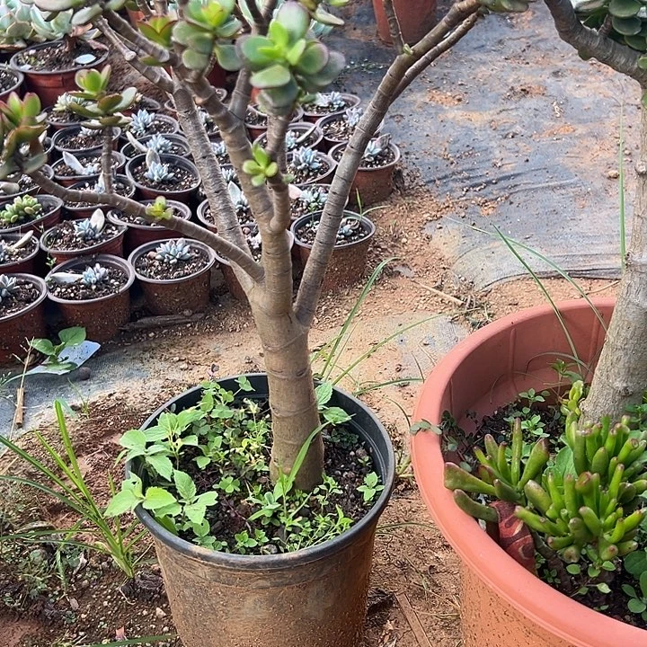 月***影多肉植物实物直播实物240