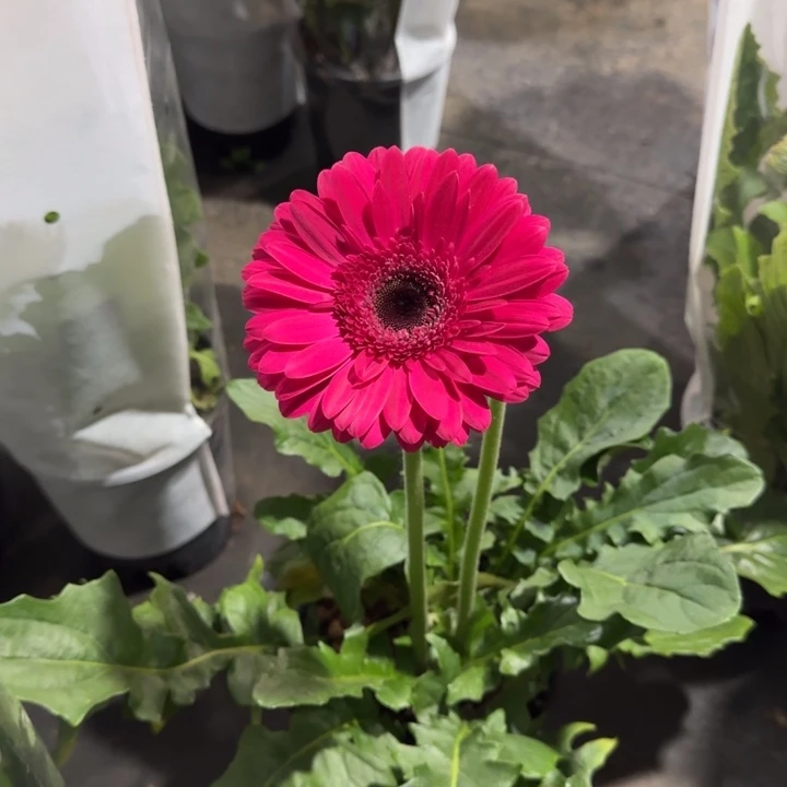 原盆原土一加仑非洲菊紫水晶