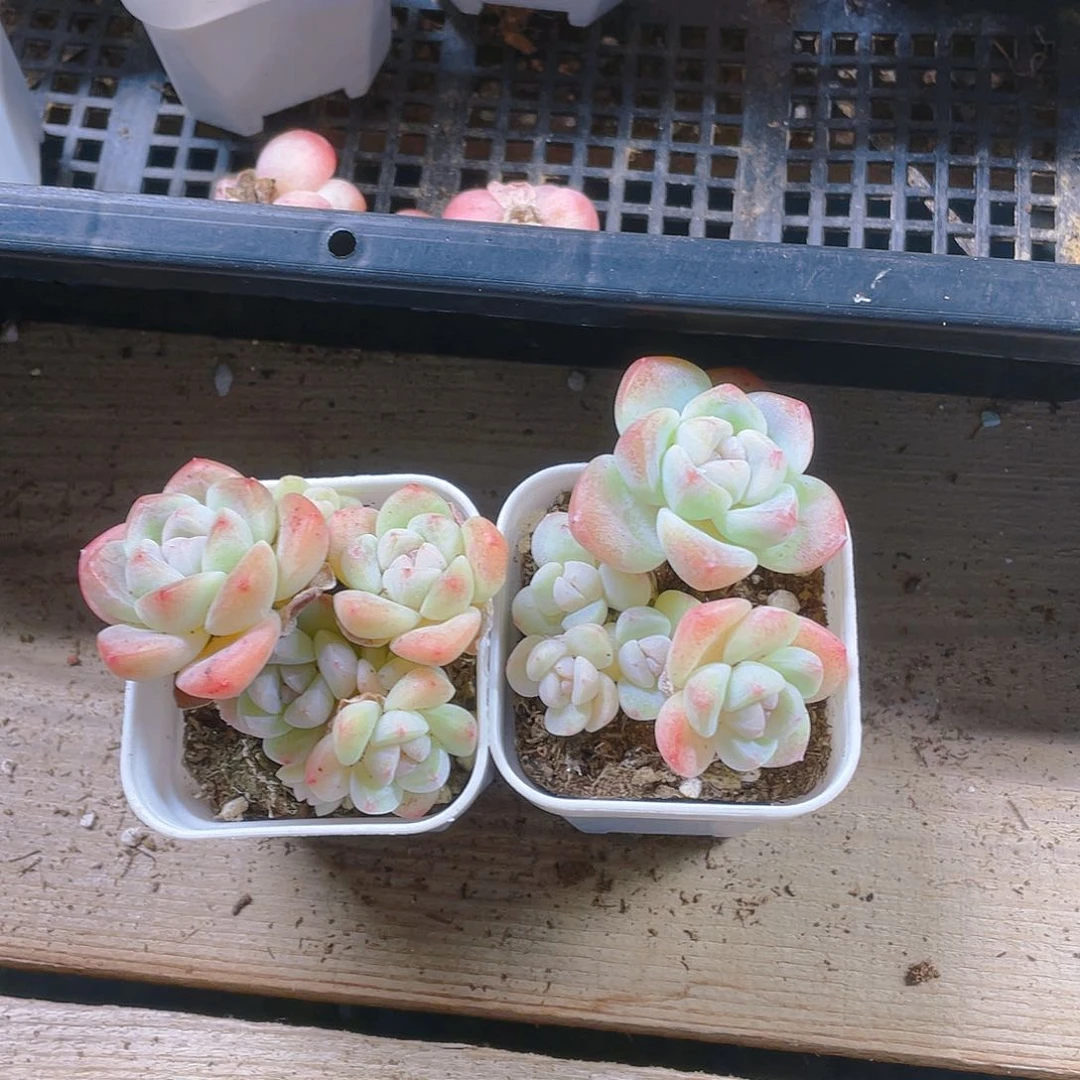 5 头杆子冰玉盆不包整一个满25包邮