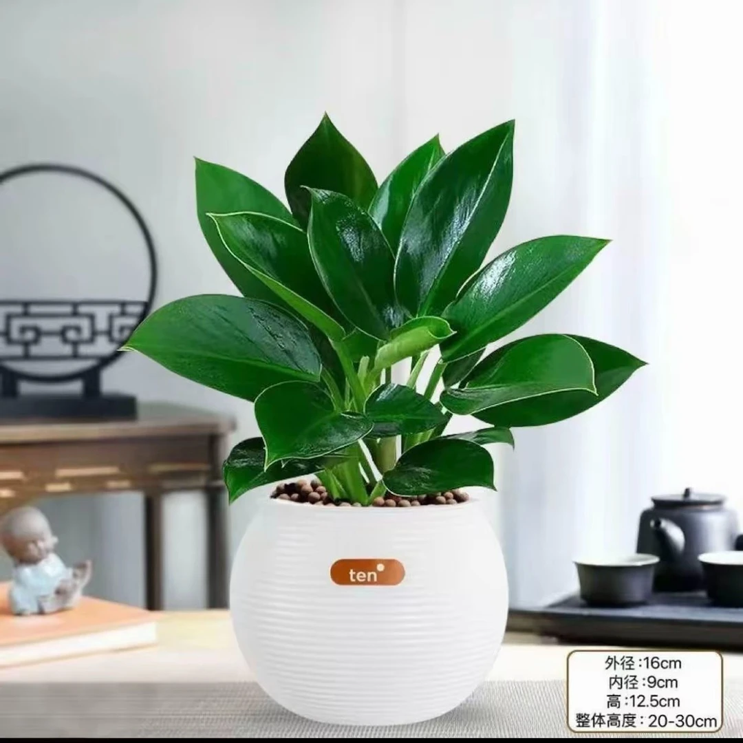 金钻绿公主盆栽含盆室内净化空气吸甲醛四季常青好养绿植