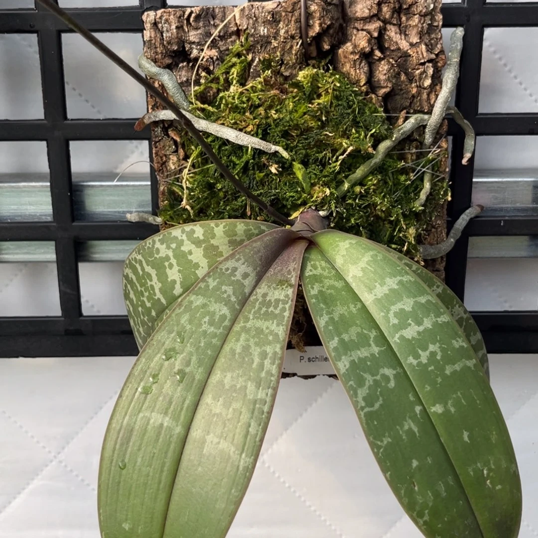 无花朵板值沙巴西花苞株