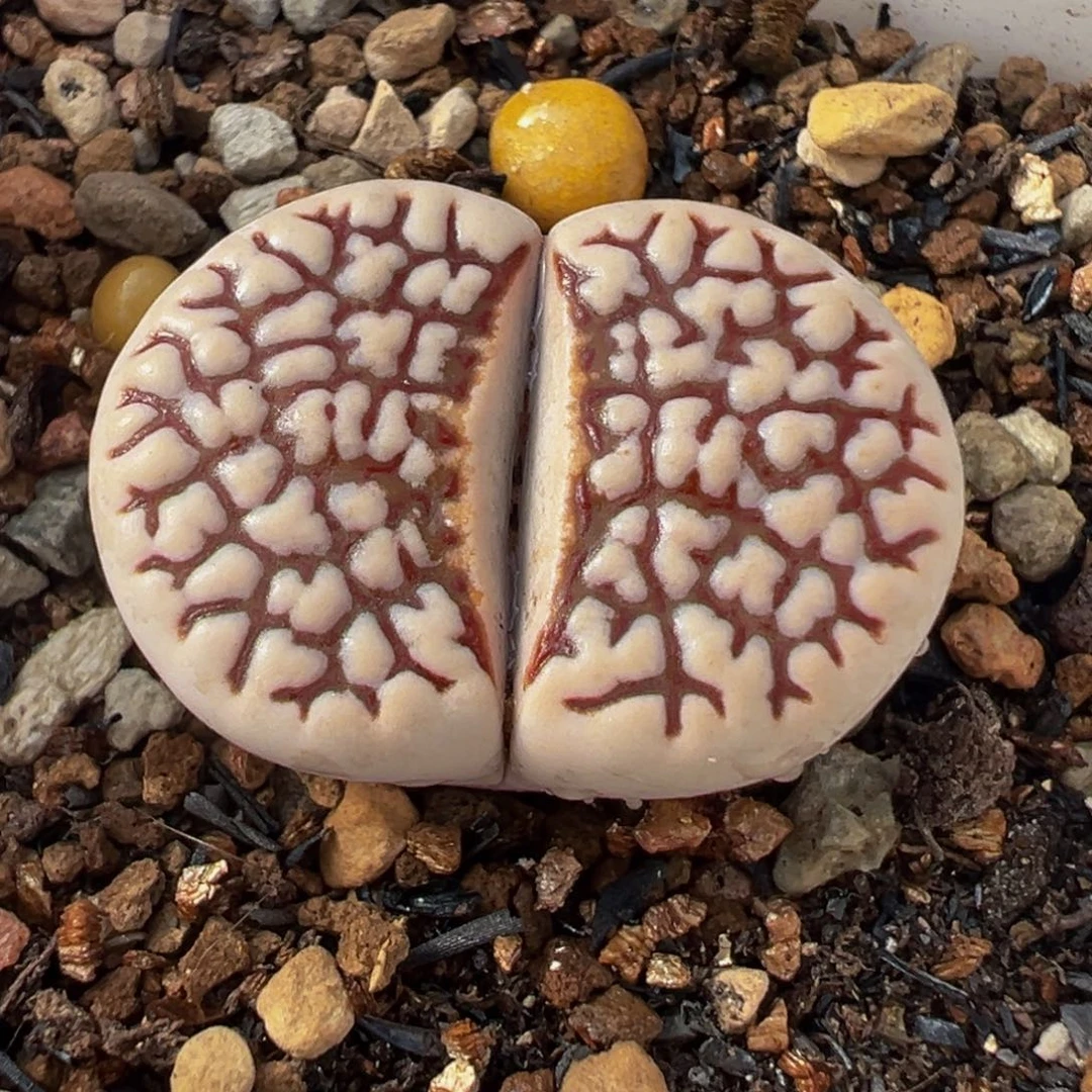 258多肉植物种类多样