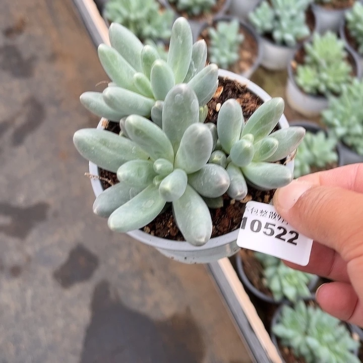 阿雅园艺。         522