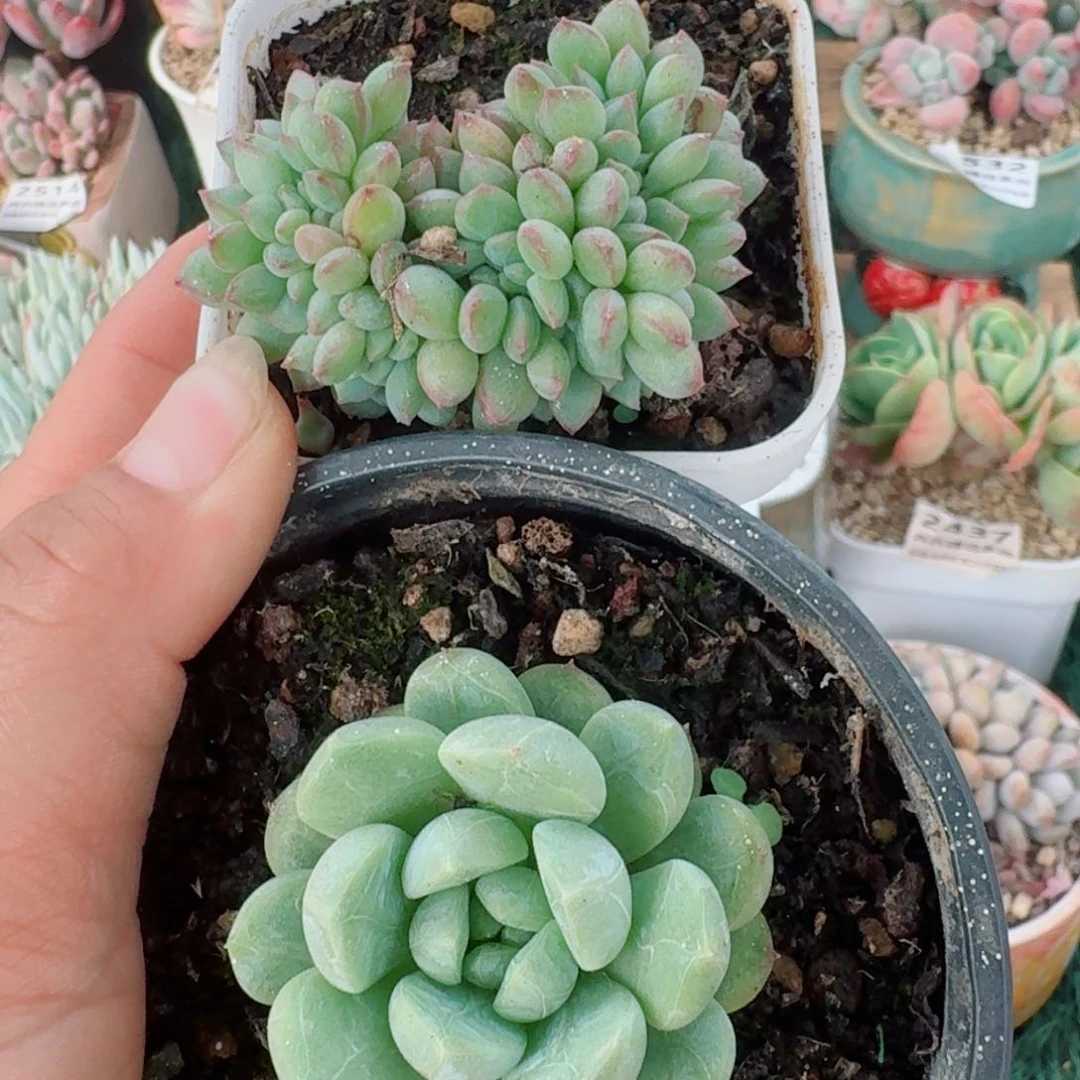 2540一物一拍（满28包邮