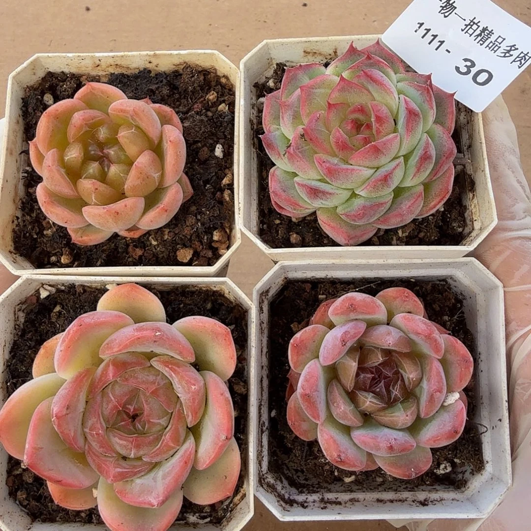 1111-30四颗多肉一物一拍