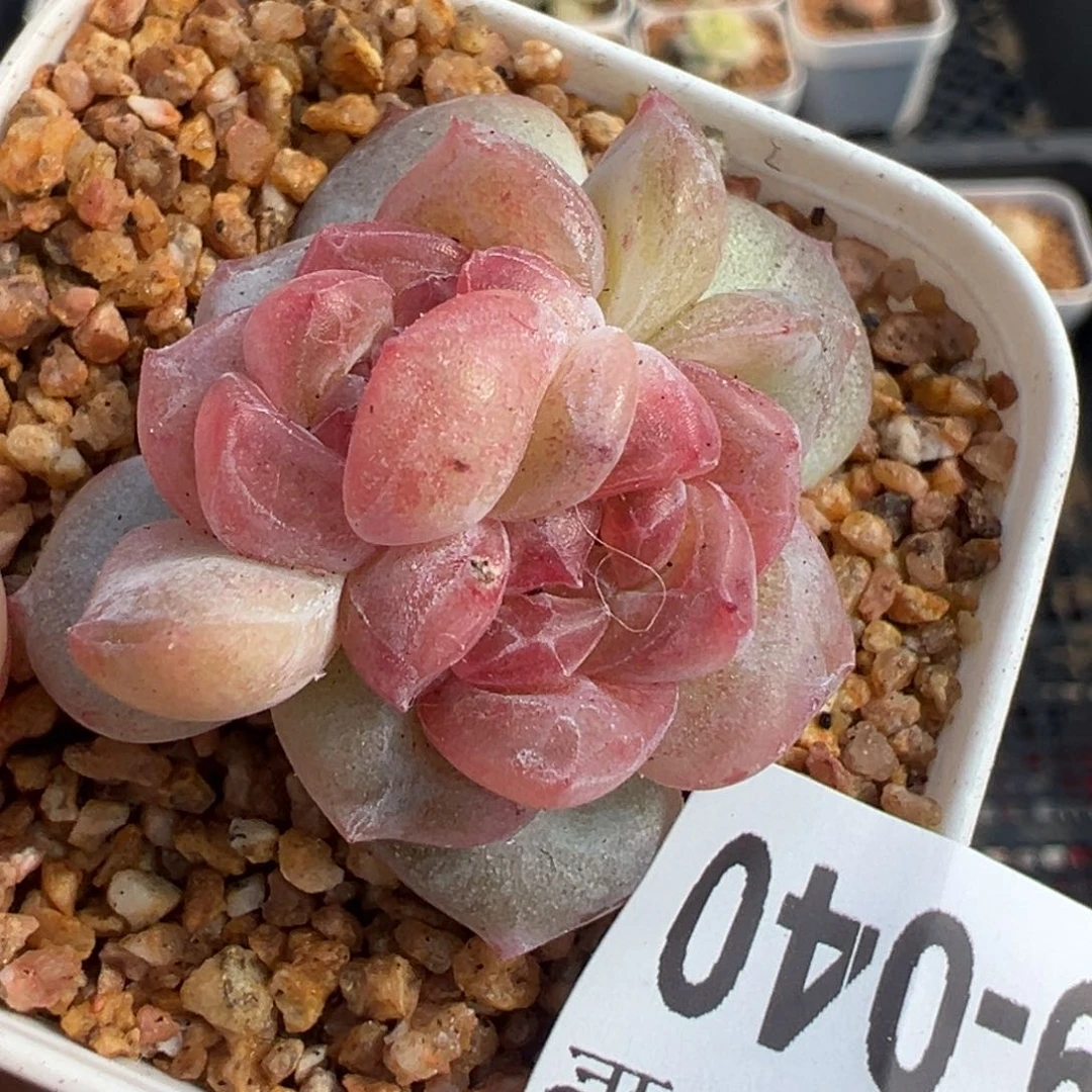 小卡拉米糖心一物一拍29-40