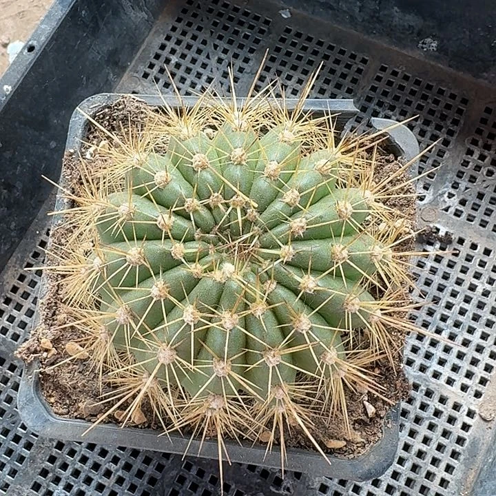 三***鼠清清73毛花柱侧牙一颗