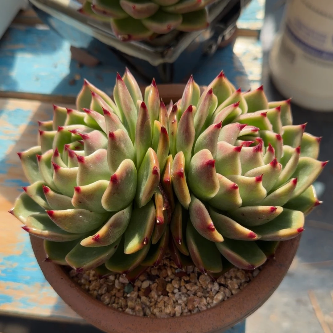 老板发财，老板请下单2