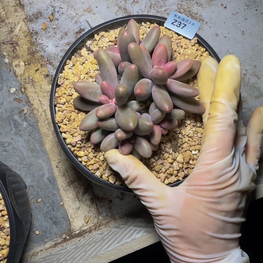 z z z z z z z z 37