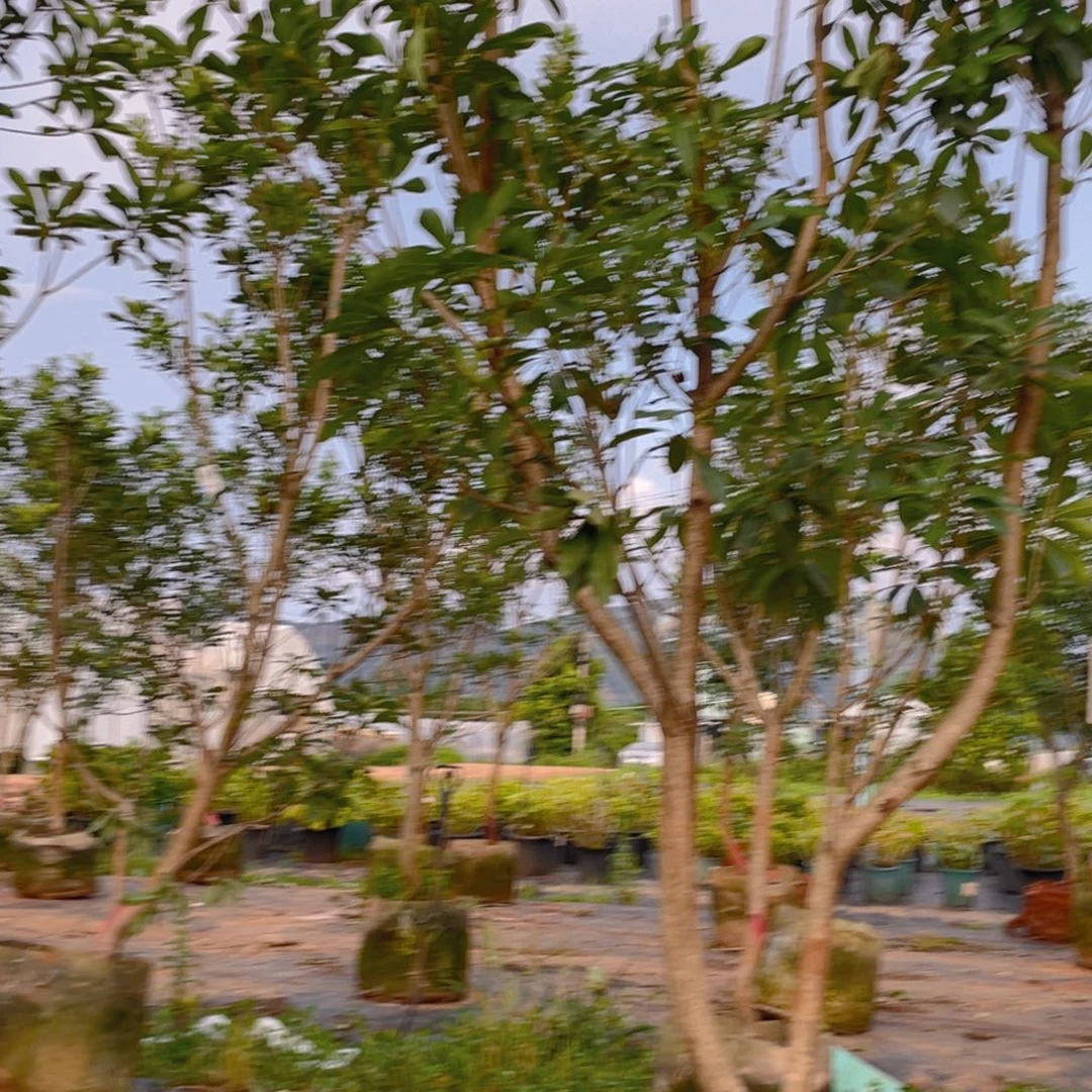 忆***甜杨梅树杨梅树杨梅树杨梅树
