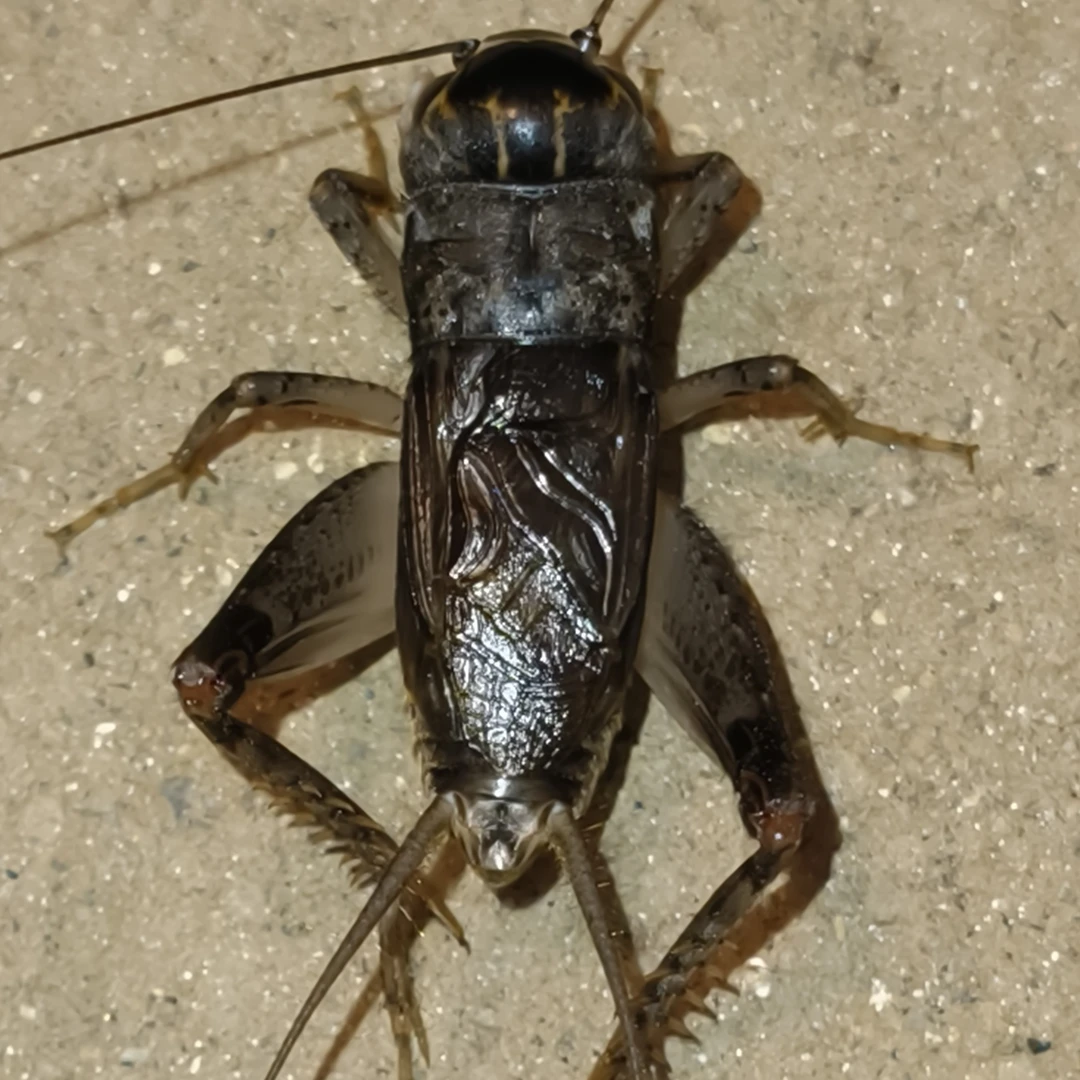 蟋蟀蛐蛐活体深紫浅紫颜色可选宠物昆虫活体