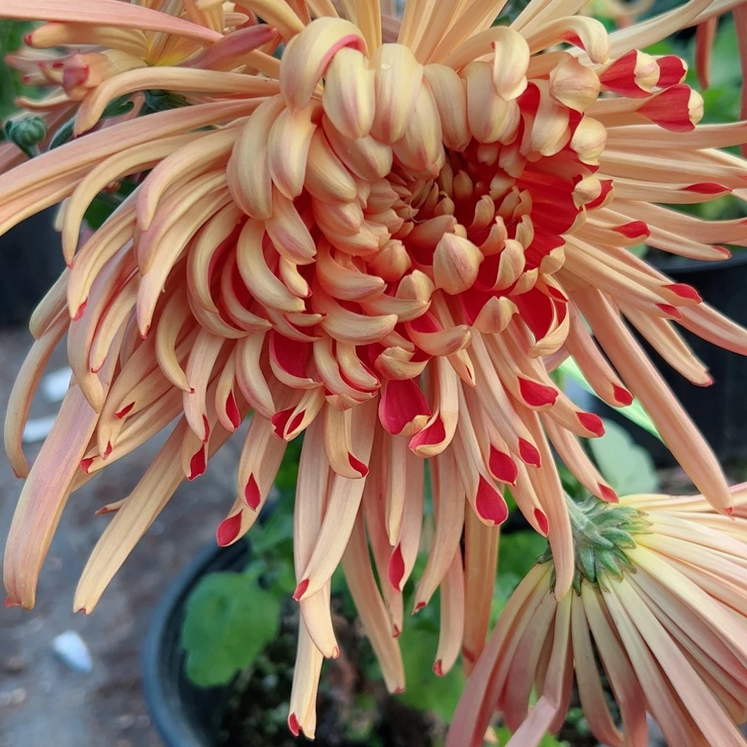 完全开放金刚土球发