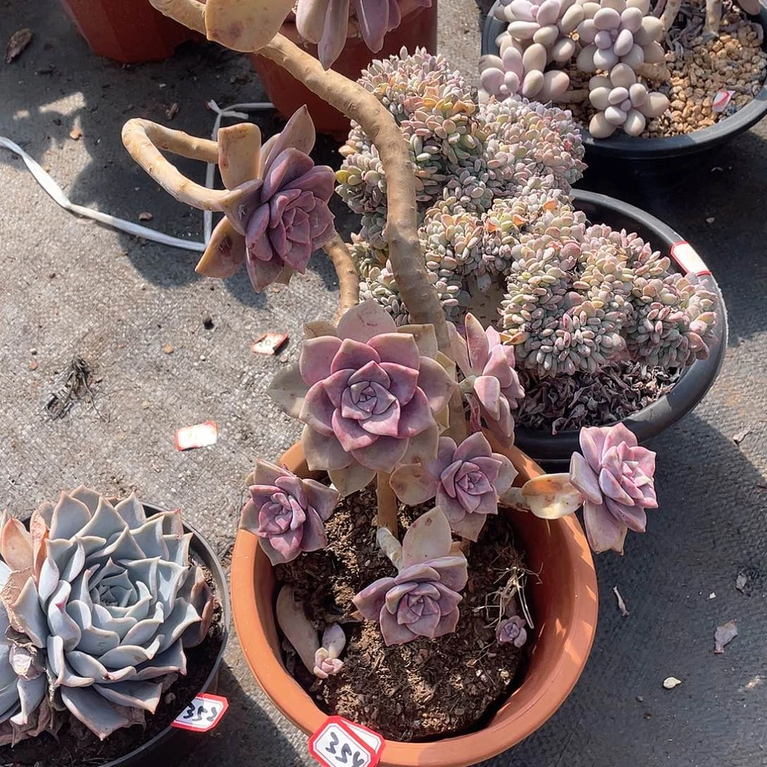 354紫乐 一物一拍多肉