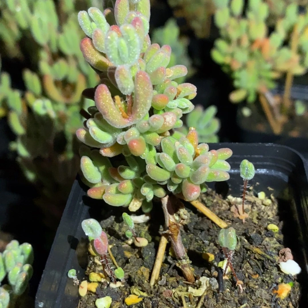 玉475号实生红叶枝干多肉