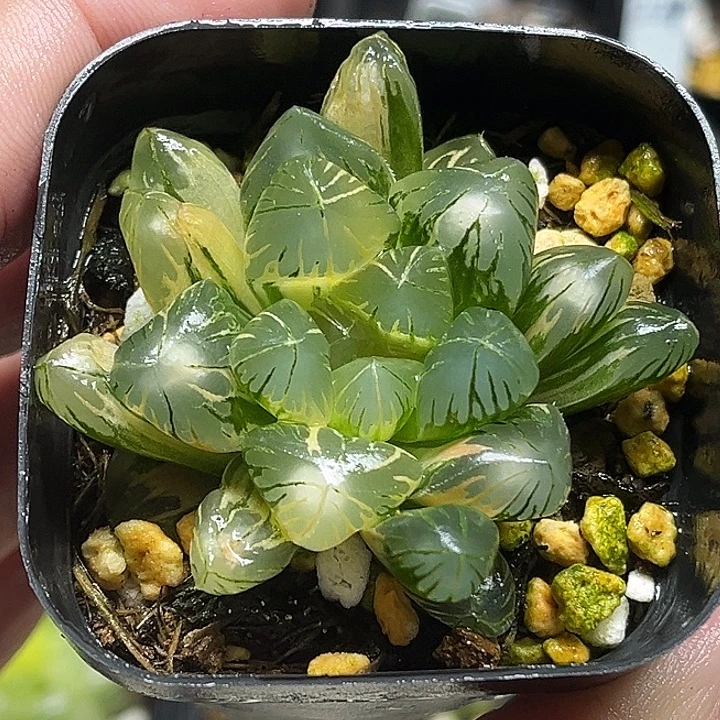 227老川玉露锦头家多肉十二卷