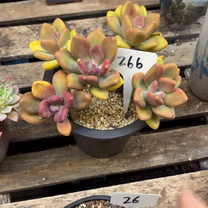 小***太多肉植物，芒果奶266号