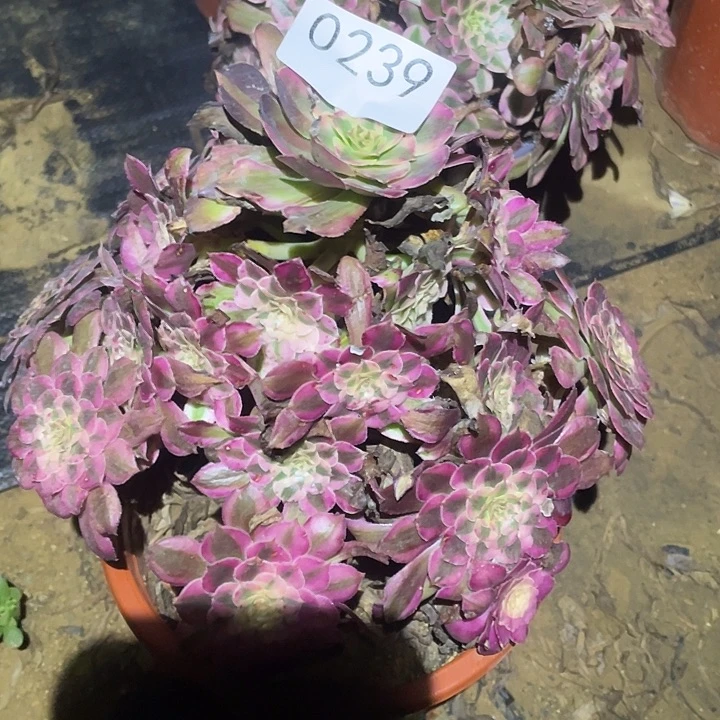 多肉植物法师239红铜白