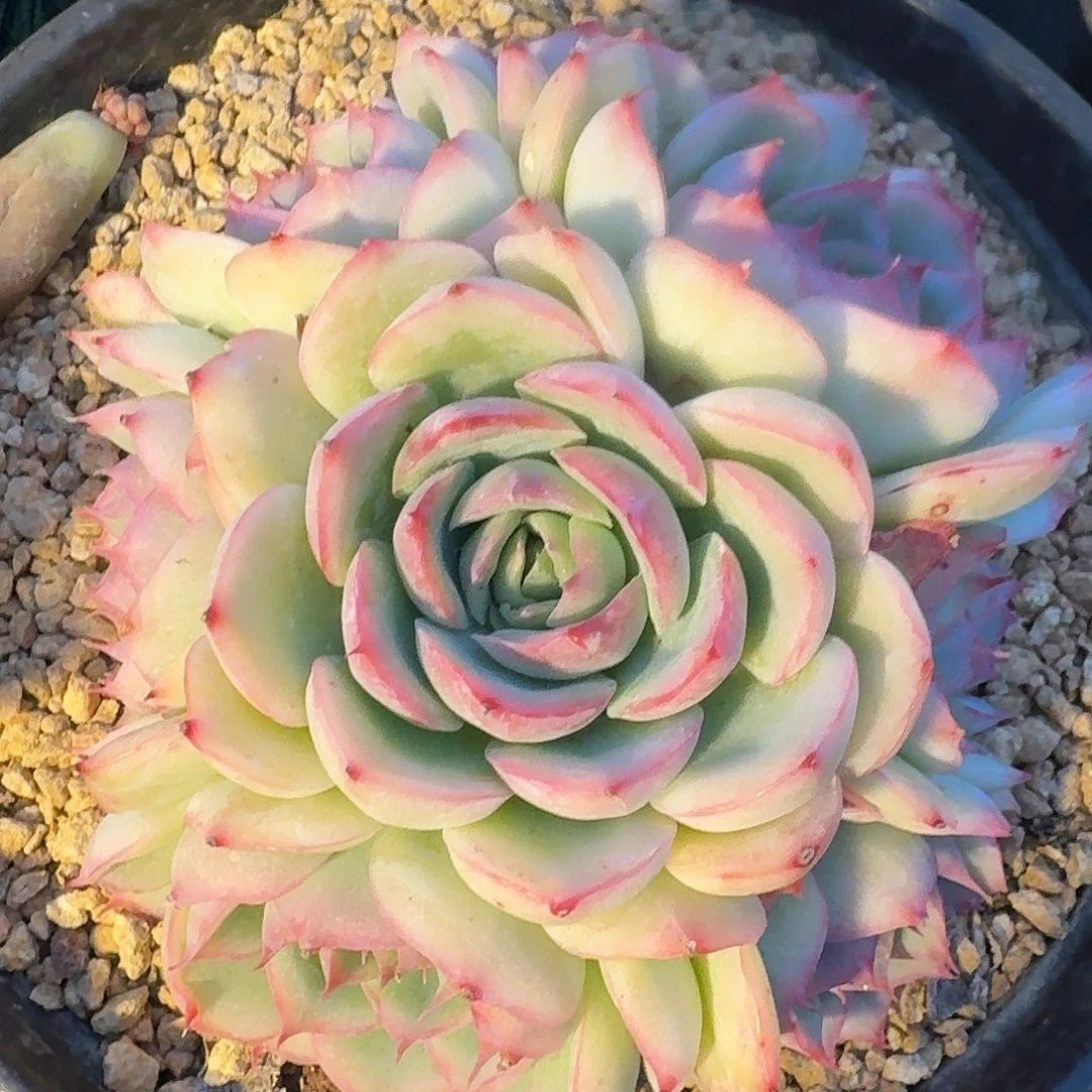 1499一物一拍（满28包邮）