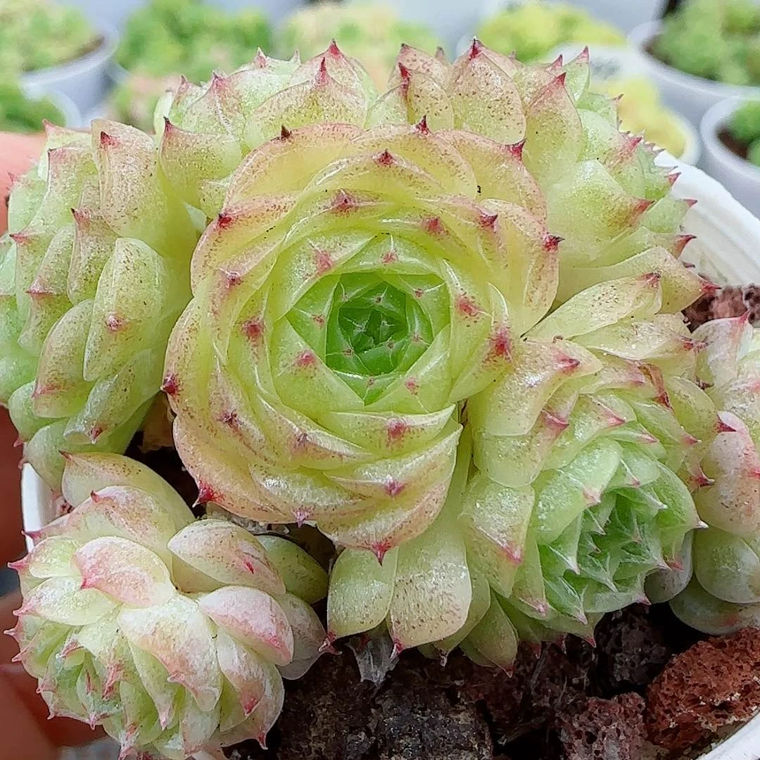 【闪购商品】0615-4钻石纹包子