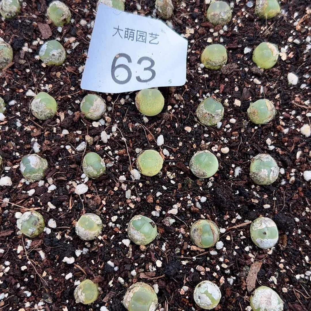 000063量拍3年拉登1颗尺寸0.9上下