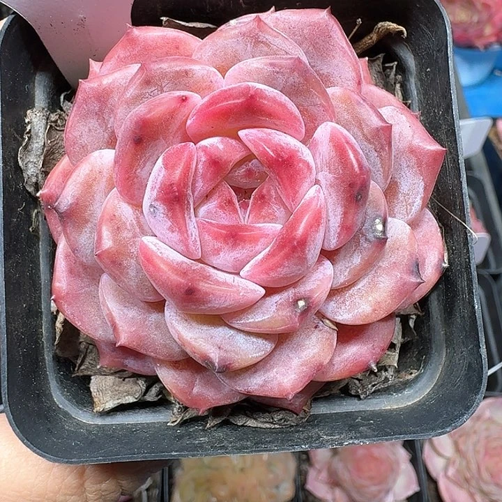 冰糖水晶多肉植物329