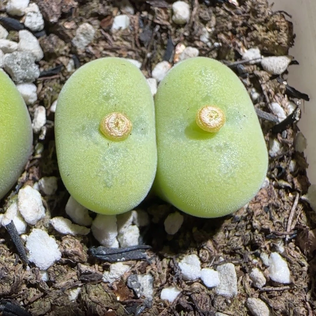 肉锥多肉植物组合-空卡佛11