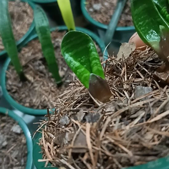 完全开放君子兰小苗君子兰小苗君