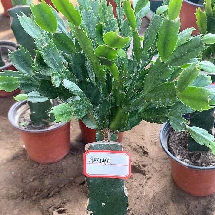 无花朵天鹅湖新疆不包邮