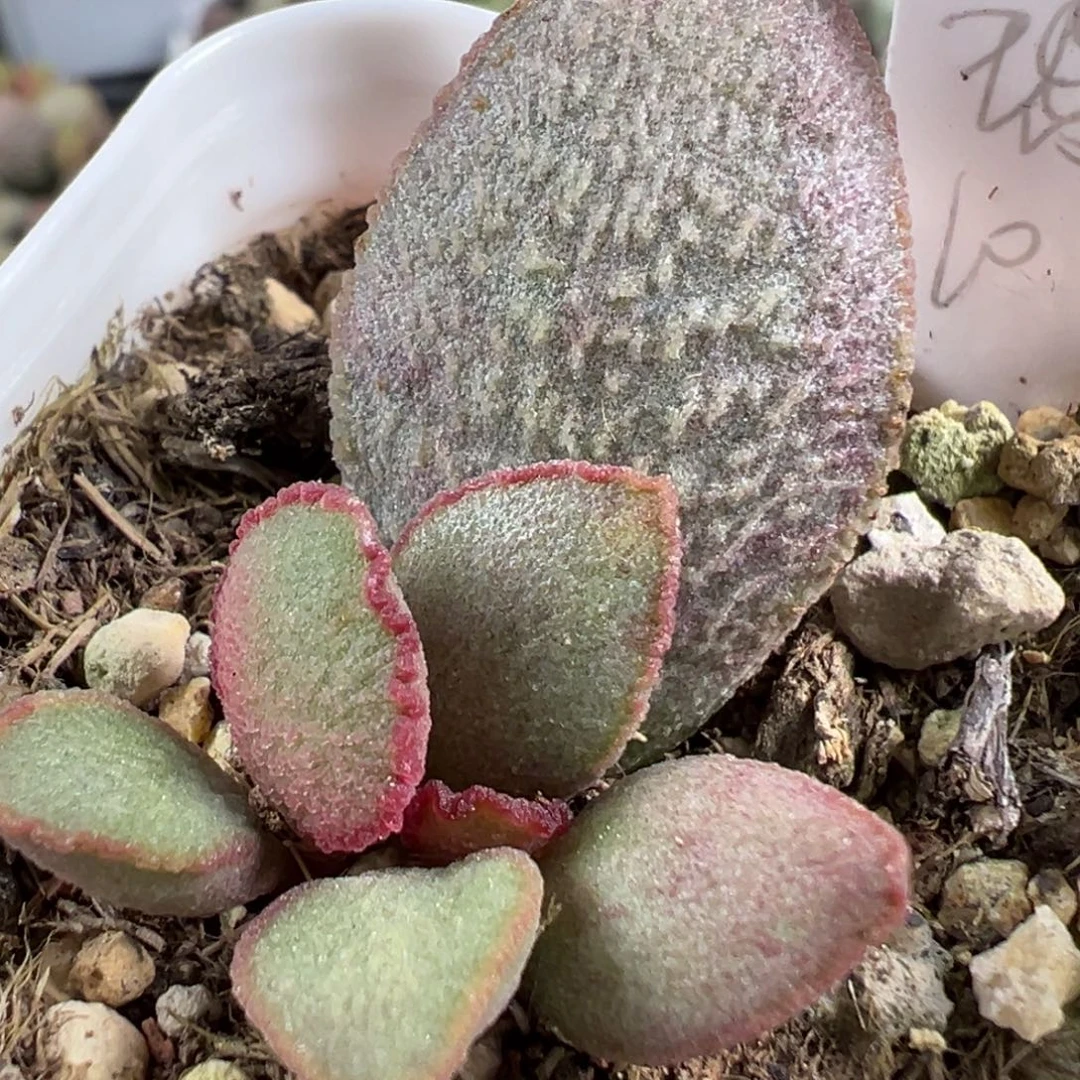 w琉璃磨砂蛋多肉植物水泡