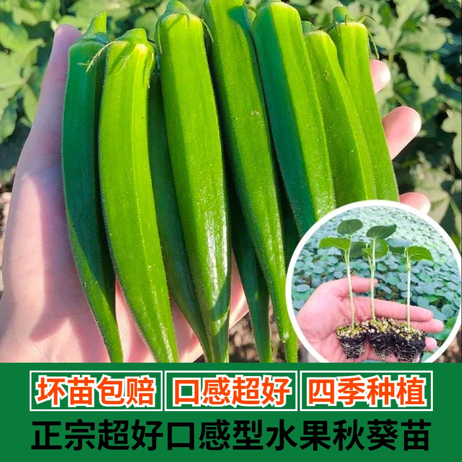 正宗超嫩水果秋葵秧苗种子四季可种阳台盆栽高产耐寒耐热种苗