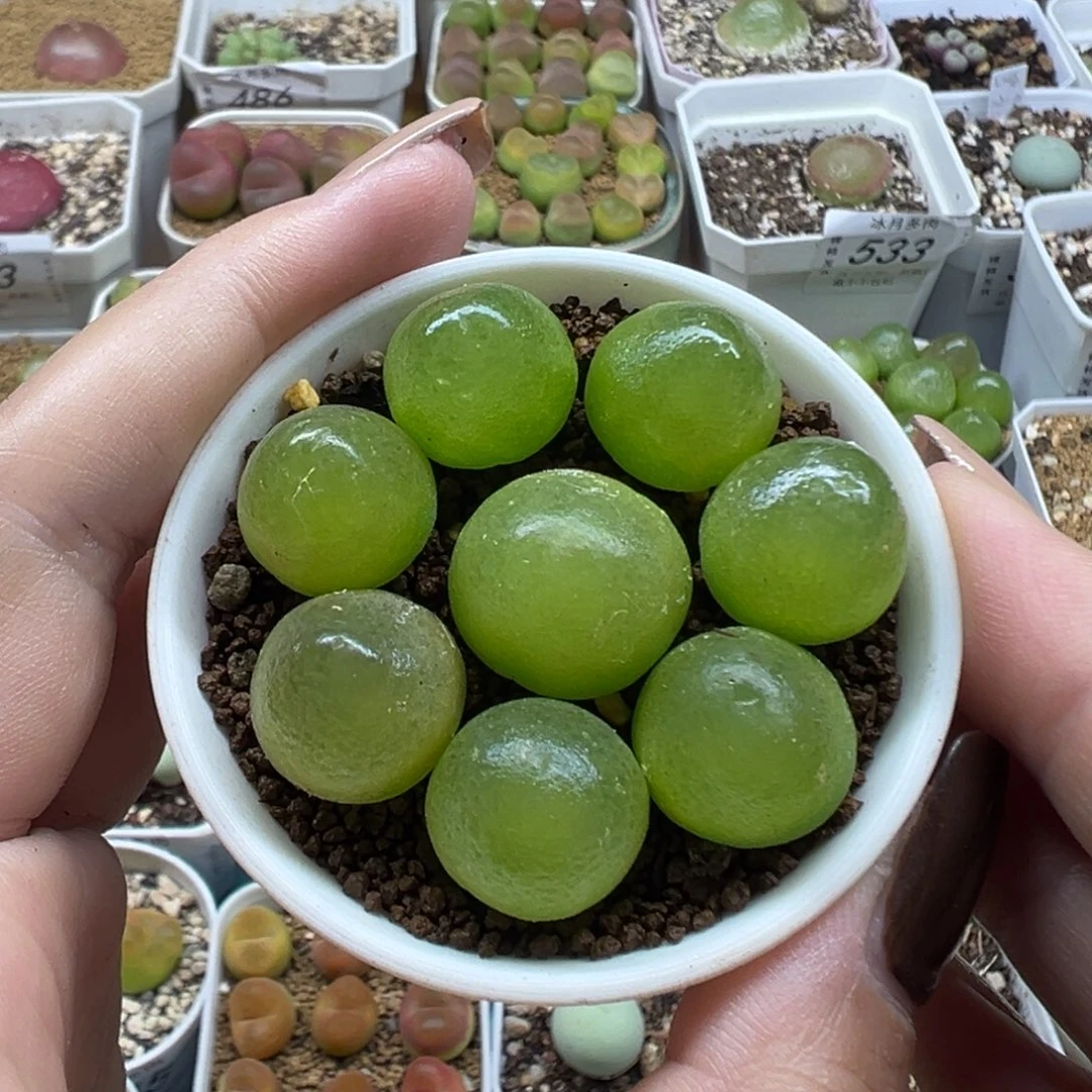 568灯泡八颗裸根发货