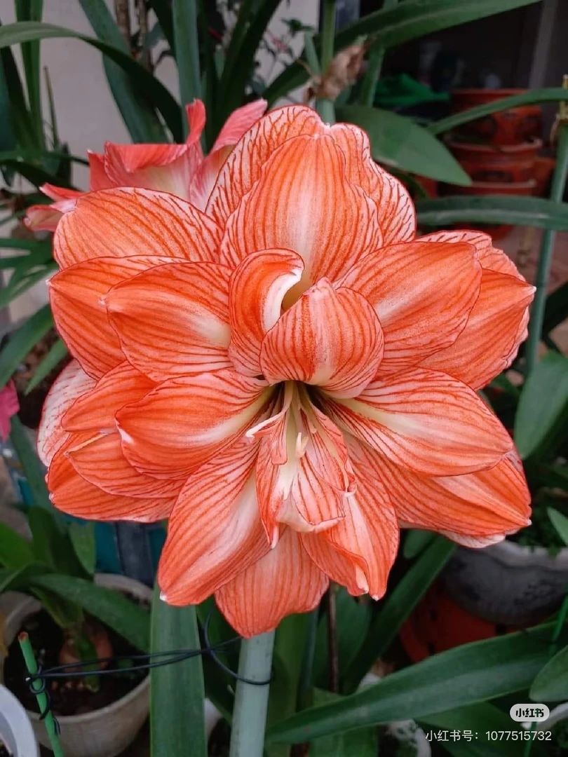 现货 自然球【心想事成】 艺晓花卉