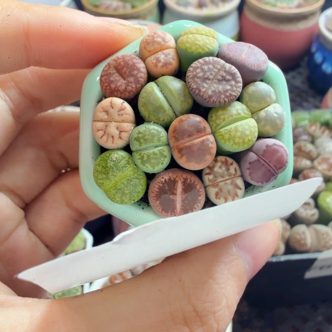 多肉植物开播福利654