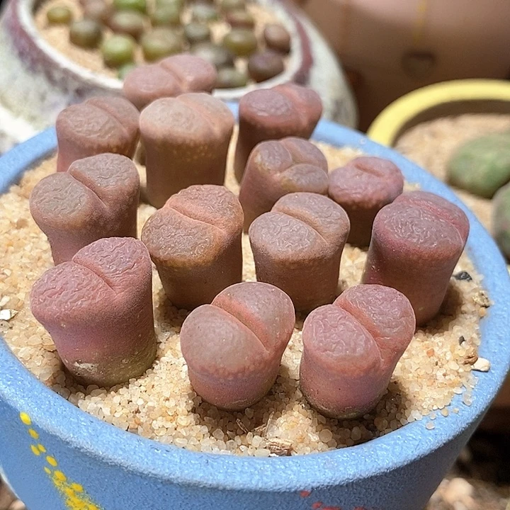 风铃c10一颗