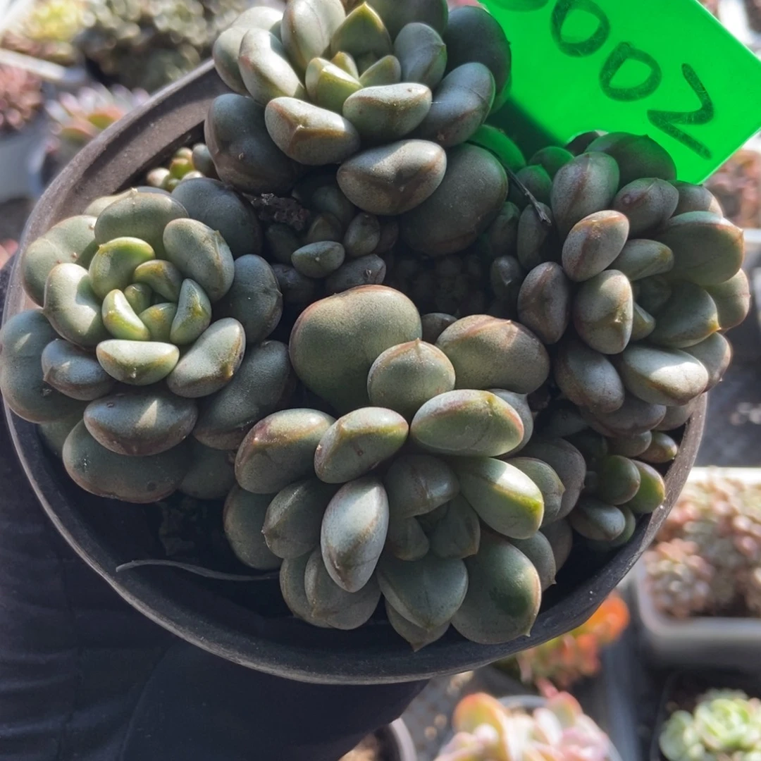 3002葡萄多肉植物多肉